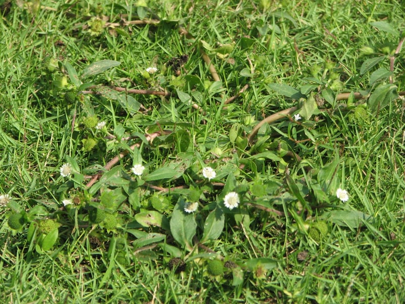 Phương thuốc thần kỳ chữa chứng dị ứng khi mang thai