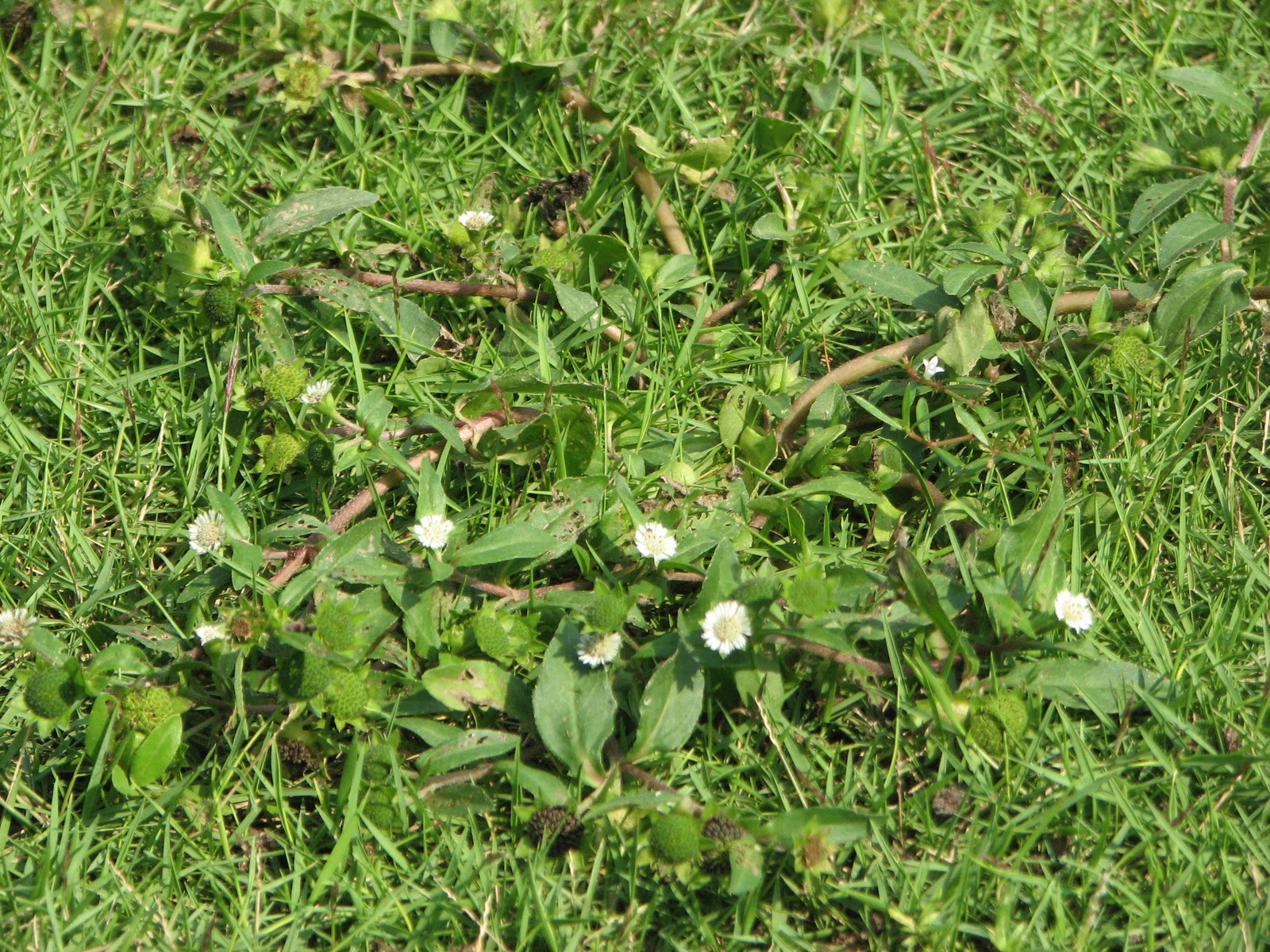 Phương thuốc thần kỳ chữa chứng dị ứng khi mang thai